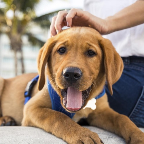 a dog lying on the ground with a person's hand on it