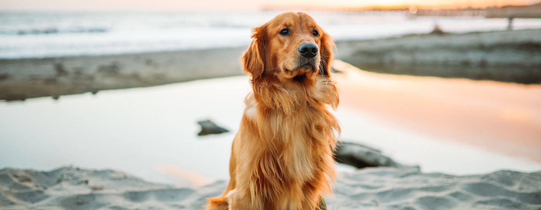 a dog sitting on a beach