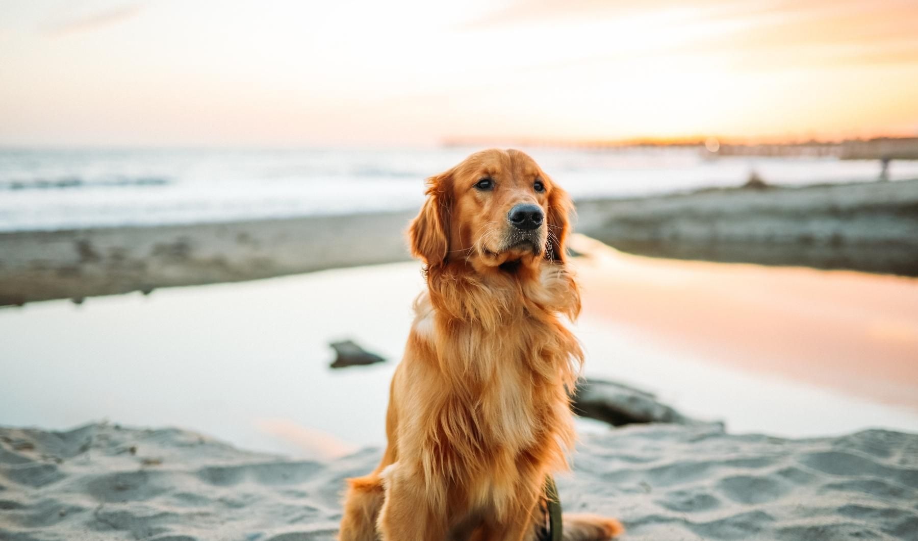 a dog sitting on a beach