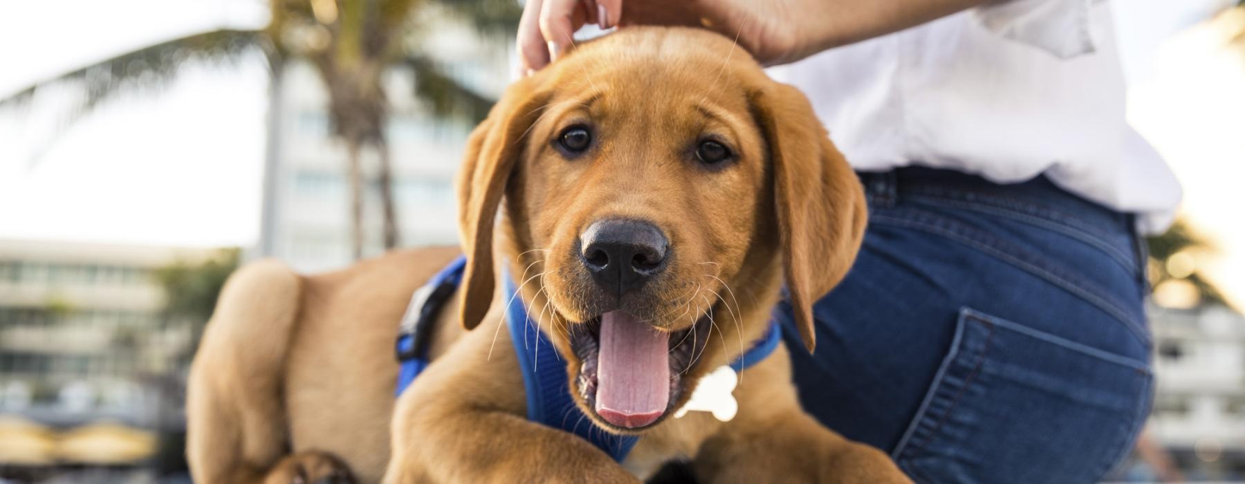 a dog lying on the ground with a person's hand on it